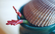 another view of the stretchy frog upside down in the coffee cup